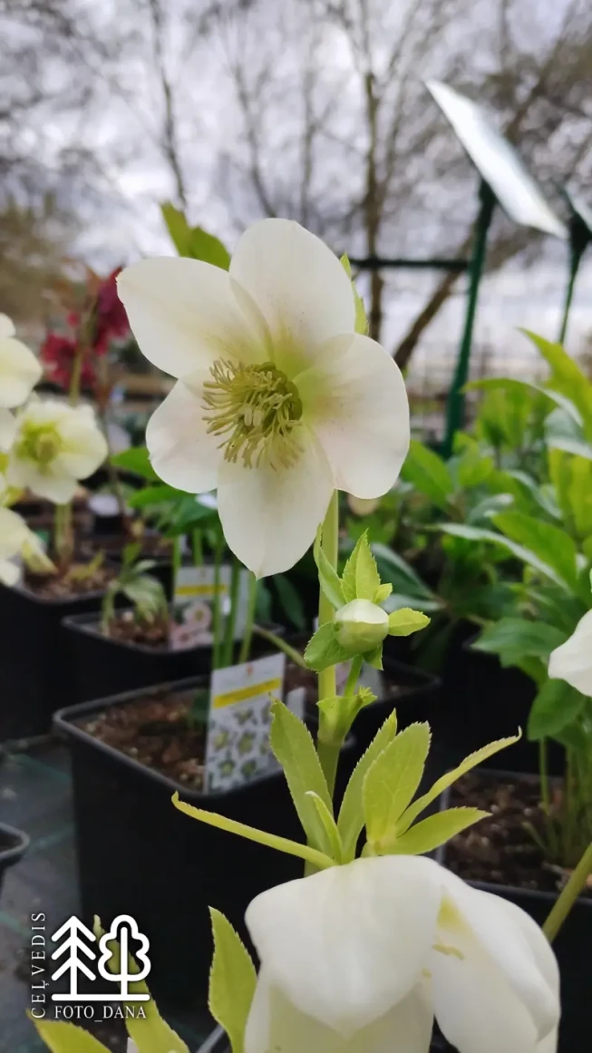 Helleborus × hybridus   'White Lady'